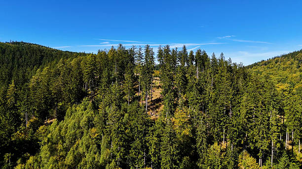 istock Drone view autumn view coniferous forest hills mountains USA. 2246147860