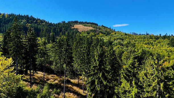 istock Drone view autumn view coniferous forest hills mountains USA. 2246147898