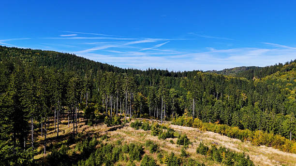 istock Drone view autumn view coniferous forest hills mountains USA. 2246147925