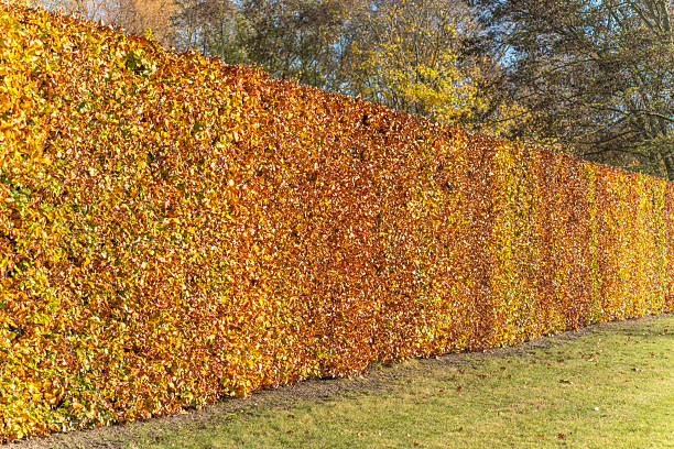 istock A long beech hedge runs in glowing stripes beside the lawn. 2246148082