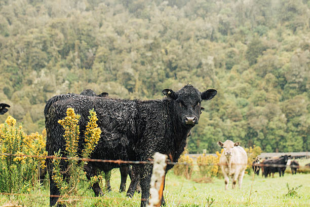 Rainy day in lush countryside with black angus cattle grazing. The concept of agriculture