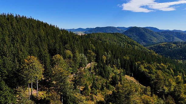 istock Drone view autumn view coniferous forest hills mountains USA. 2246149711