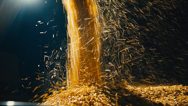 Close up of corn streaming dynamically from a combine harvester into a grain truck under the night sky, illuminated by bright lights. The scene captures the efficiency and intensity of nighttime harvesting as kernels cascade smoothly into the waiting vehicle.