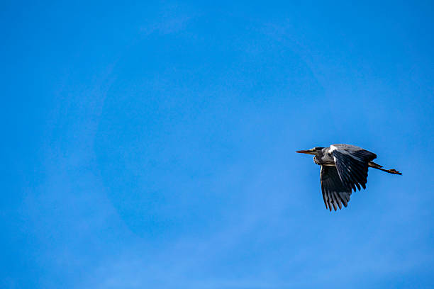 Gray heron flying across a blue sky.