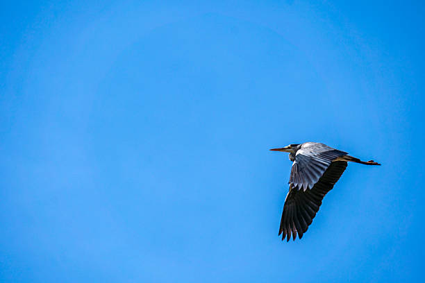 Gray heron flying across a blue sky.