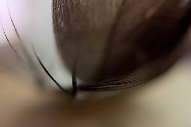 istock Macro photograph of a bird feather. 2246152754