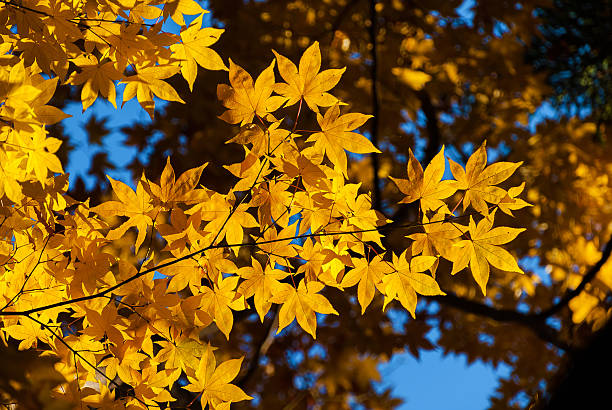 istock Autumn yellow leaves background 2246153385