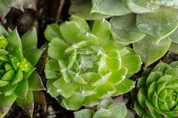 Close-up view of green succulent plants showcasing their unique shapes and textures.