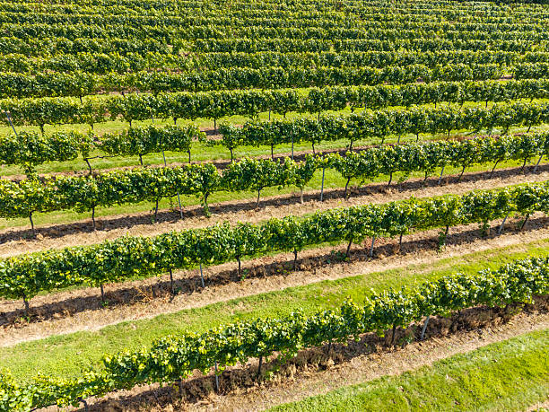 Rows of grapevines in an English vineyard in East Sussex, England