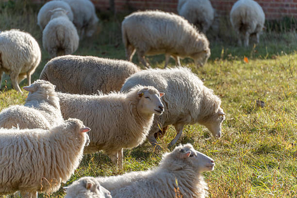 istock A flock grazes in tall grass, one sheep glancing toward the camera. 2246156151