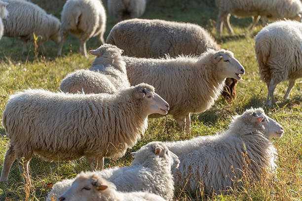istock Several sheep stand and lie in a sunlit pasture. 2246156259