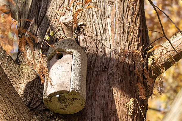 istock A concrete birdhouse is fixed to a tree trunk. 2246157471