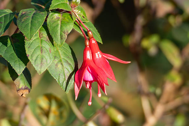 istock A red fuchsia flower hangs beside glossy leaves. 2246158398