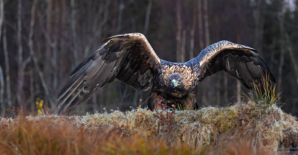 istock Golden eagle - Aquila chrysaetos 2246158922
