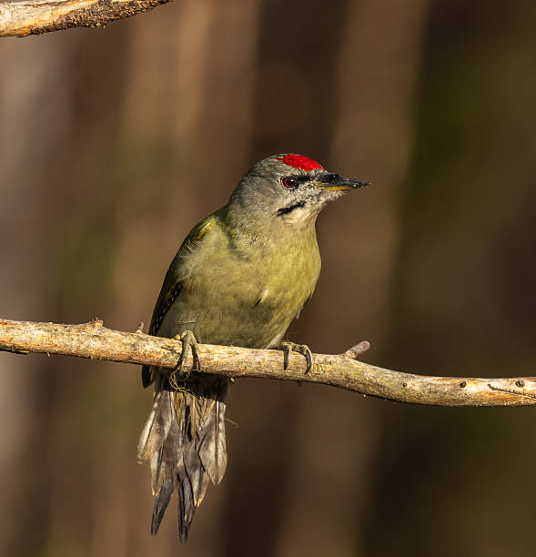 istock Grey headed woodpecker - Picus canus 2246158940