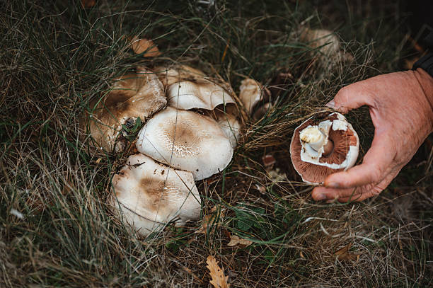 istock Agaricus mushrooms in the nature. Foraging 2246159414