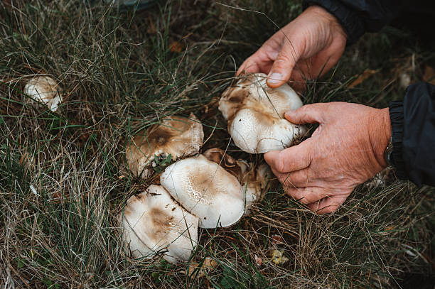 istock Agaricus mushrooms in the nature. Foraging 2246159415