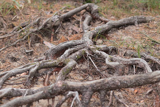 istock Tangled tree roots on the sand in the forest. 2246159471