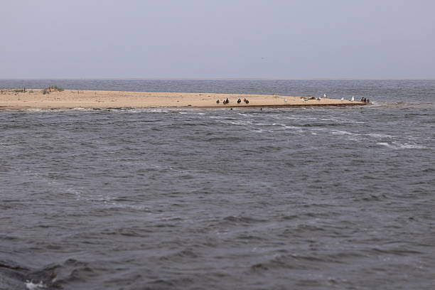 istock Birds on a sandy beach by the sea. 2246159472