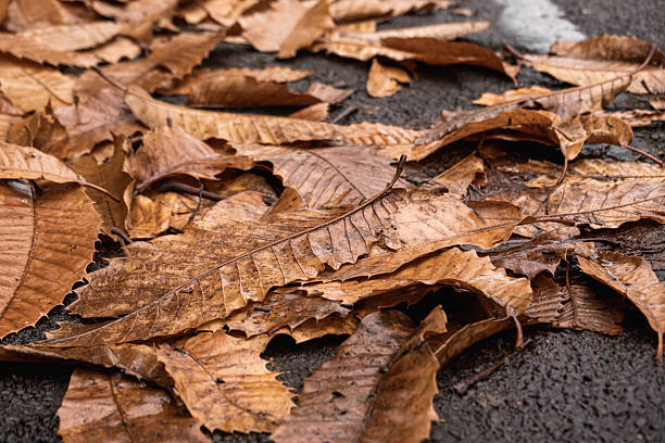 istock Seasonal autumn leaves scattered on pavement 2246162000