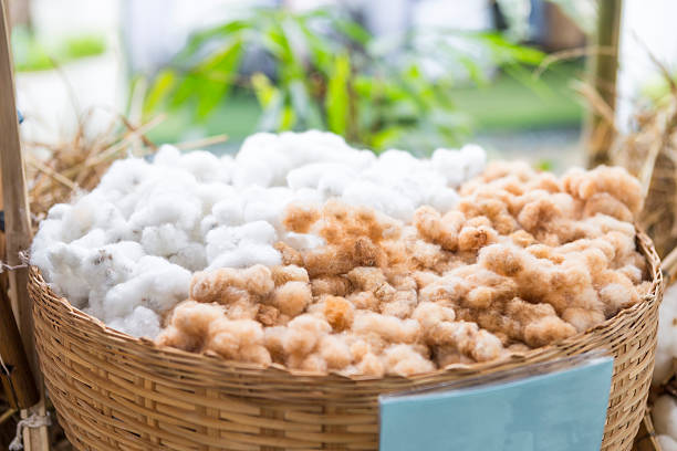 Dry cotton flower in bamboo basket, white and yellow cotton flower, material for cotton threads