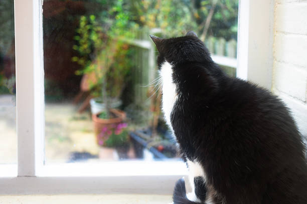 Rear view of a black and white cat looking longingly at the view into the garden from behind the window.