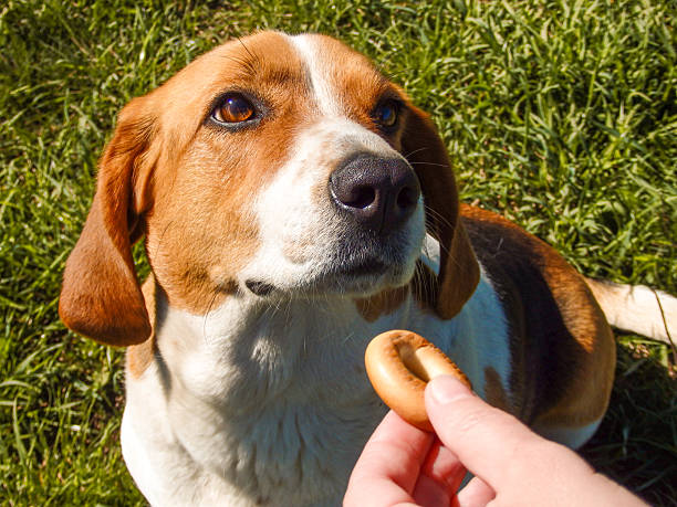 istock The dog receives a reward for completing the command. Dog training. Reward-based training: cute dog receives a reward from the owner 2246164225