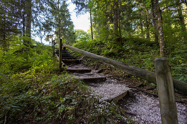 istock Wooden Stair Path Leading Uphill Through Dense Green Forest Trail in Natural Setting 2246164349