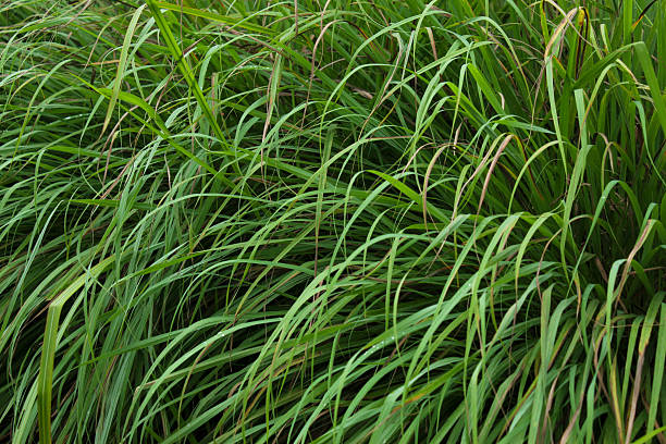 istock texture of lemongrass leaves (Cymbopogon citratus?) 2246164393