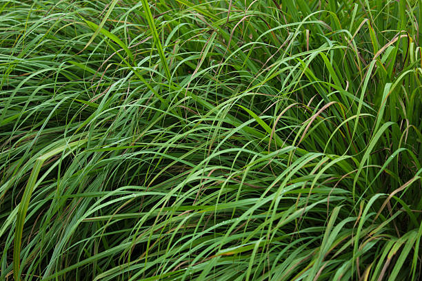 istock texture of lemongrass leaves (Cymbopogon citratus?) 2246164438