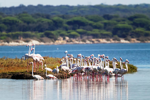 istock Flamingos in Portugal 2246164660