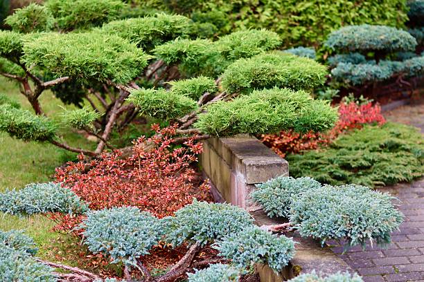 istock A professionally landscaped garden featuring clipped, trained juniper shrubs and trees alongside a brick walkway, with accents of Azalea Japanese Geisha Red showing vivid autumn red foliage. 2246164706