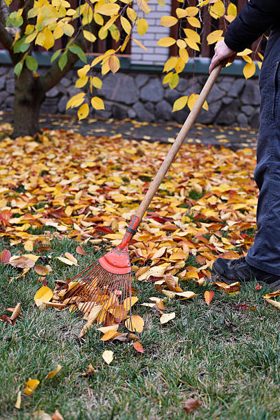 istock Fallen leaves picking. Yellow and red fallen leaves. 2246165025
