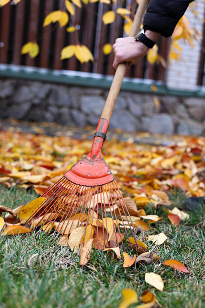 istock Fallen leaves picking. Yellow and red fallen leaves. 2246165069