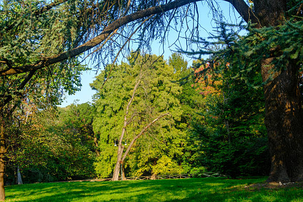 city park. Autumn. forest. beautiful trees. large pine