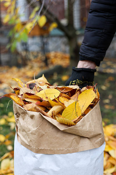 istock Fallen leaves picking. Yellow and red fallen leaves. 2246166159