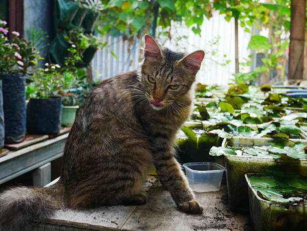 istock A Curious Tabby Cat in the Garden Corner 2246167846
