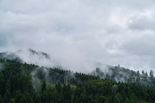 istock Germany, Mystical mood deep in black forest schwarzwald nature landscape panorama view above tree covered mountains and tree tops foggy rainy day 2246168611
