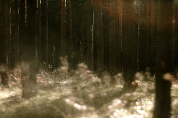 A quiet series of forest scenes captured in a nostalgic, analog-style mood. The images highlight soft light, natural textures, reflections in water, and close details of leaves, moss, and branches. The slightly imperfect look gives a retro atmosphere, evoking calm, earthiness, and the slow rhythm of nature.