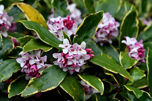 Daphne odona, also called Japan daphne and daphne indica, scentednative to Japan and China, is a compact evergreen shrub with dark green leaves and terminal umbels of very fragrant, reddish-purple, yellow or white flowers from late winter to early spring, often followed by colorful berries.