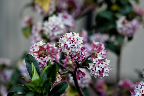 Daphne odona, also called Japan daphne and daphne indica, scentednative to Japan and China, is a compact evergreen shrub with dark green leaves and terminal umbels of very fragrant, reddish-purple, yellow or white flowers from late winter to early spring, often followed by colorful berries.