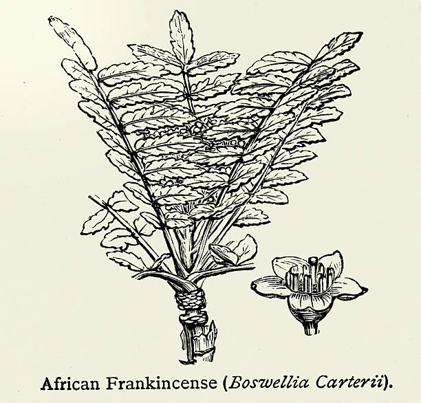 Botany, Boswellia sacra, also known as Boswellia carteri and others, and commonly called the frankincense tree or the olibanum tree, Vintage illustration, 19th Century, Victorian