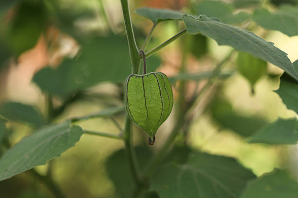 One fresh homegrown tomatillo with husk on white background.