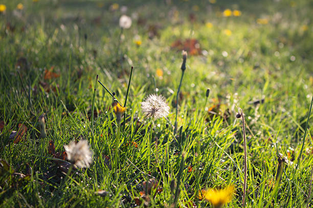 istock Close up of a grass field with a backlit dandelion 2246172161
