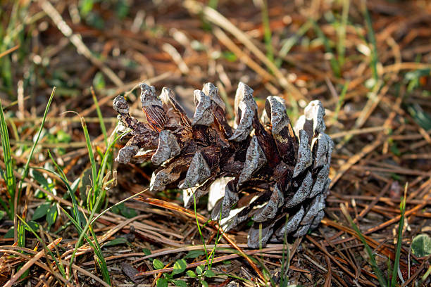 istock Close up of a single pine cone laying on the forest floor 2246172204