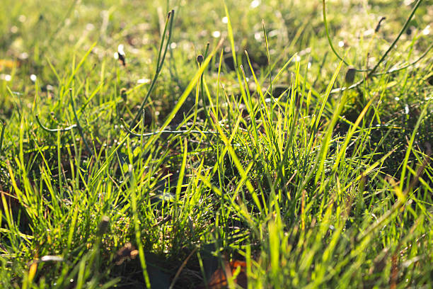 istock Close up of green grass backlit by the sun 2246172248