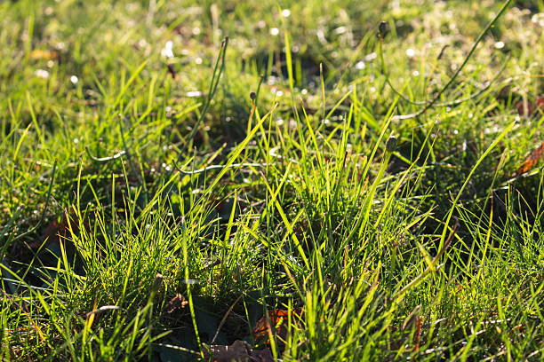 istock Close up of green grass backlit by the sun 2246172249