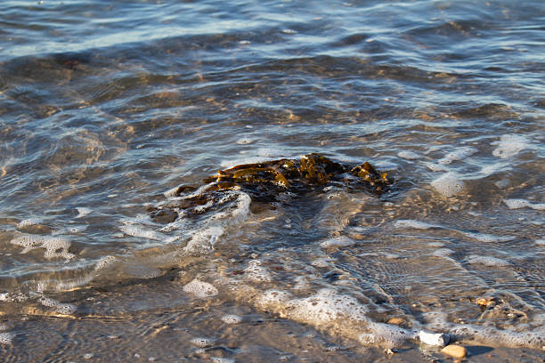A soft crystal clear ocean wave washes over seaweed on the beach, close-up. The scene is in a soft golden light in the summer.
