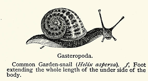 Wildlife, Garden snail, Helix aspersa, Vintage illustration, 19th Century, Victorian