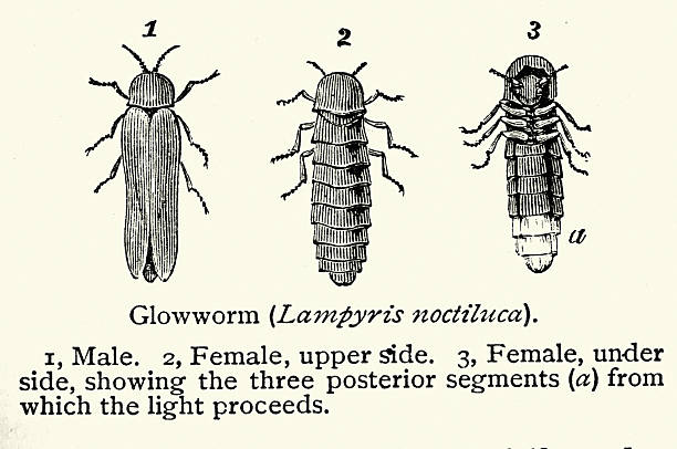 Wildlife, insects, glow-worm is a beetle from the species Lampyris noctiluca, Vintage illustration, 19th Century, Victorian